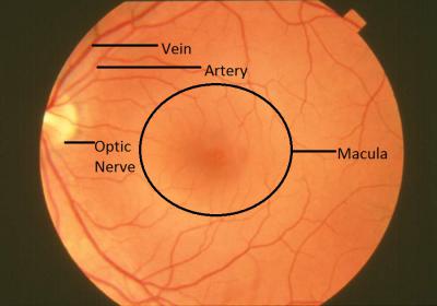 Macula